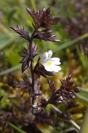 Euphrasia salisburgensis / Irish Eyebright, IRL Connemara, Ballyconneely 17.6.2012