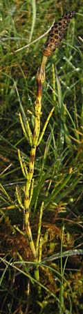 Equisetum palustre / Marsh Horsetail, IRL County Sligo, Lough Talt 19.6.2012