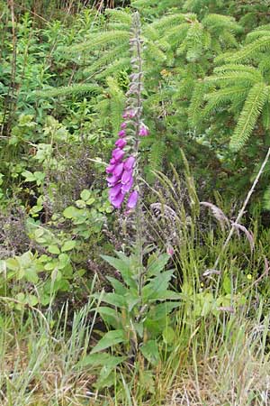 Digitalis purpurea \ Roter Fingerhut / Foxgloves, IRL Burren, Lisdoonvarna 15.6.2012