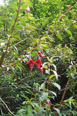 Fuchsia magellanica \ Fuchsie, IRL County Kerry, Kells 16.6.2012