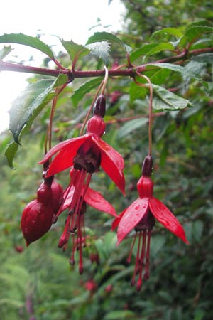 Fuchsia magellanica, Fuchsia