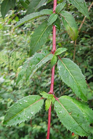 Fuchsia magellanica \ Fuchsie, IRL County Kerry, Kells 16.6.2012