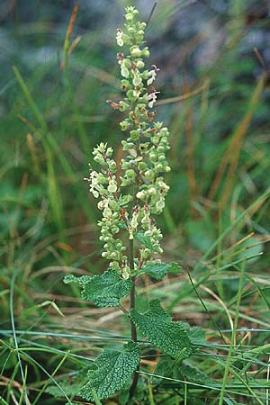 Teucrium scorodonia \ Salbei-Gamander, IRL Burren, Fanore 9.8.2005