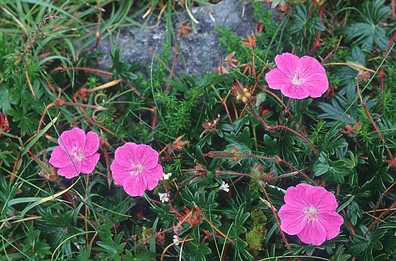 Geranium sanguineum \ Blut-Storchschnabel, Blutroter Storchschnabel, IRL Doolin 9.8.2005