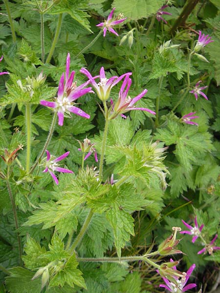 Geranium oxonianum forma thurstonianum \ Thurstons Oxford-Storchschnabel, IRL County Kerry, Waterville 16.6.2012