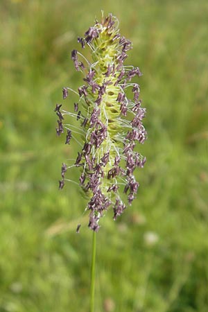 Anthoxanthum odoratum \ Gewhnliches Ruch-Gras / Sweet Vernal Grass, IRL County Galway, Lough Corrib 17.6.2012