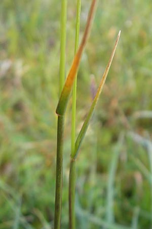 Cynosurus cristatus \ Wiesen-Kammgras / Crested Dogstail, IRL County Sligo, Mullaghmore 18.6.2012