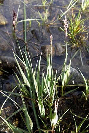 Molinia caerulea \ Pfeifengras / Moor Grass, IRL County Sligo, Lough Talt 19.6.2012