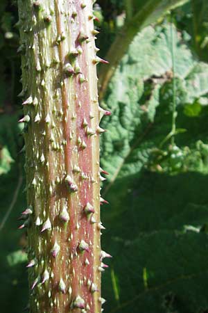 Gunnera tinctoria \ Frber-Mammutblatt, Riesen-Rhabarber, IRL County Galway, Oughterard 17.6.2012