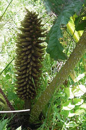 Gunnera tinctoria \ Frber-Mammutblatt, Riesen-Rhabarber, IRL County Galway, Oughterard 17.6.2012