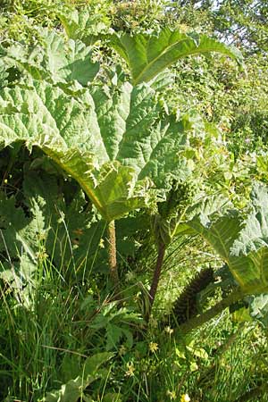 Gunnera tinctoria, Dinosaur Food, Giant Rhubarb
