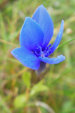 Gentiana verna \ Frhlings-Enzian / Spring Gentian, IRL Burren, Fanore 15.6.2012