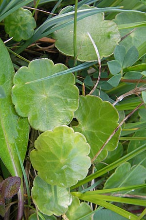 Hydrocotyle vulgaris \ Gewhnlicher Wassernabel, IRL County Galway, Lough Corrib 17.6.2012