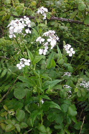 Hesperis matronalis \ Gewhnliche Nachtviole, IRL County Donegal, Cruit Island 18.6.2012