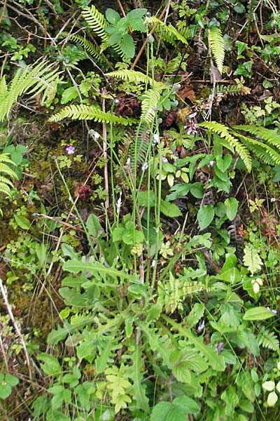 Hypochaeris radicata \ Gewhnliches Ferkelkraut, IRL County Kerry, Kells 16.6.2012