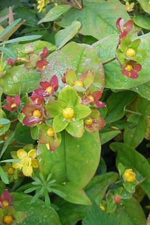 Hypericum androsaemum \ Blut-Johanniskraut, Mannsblut, IRL County Galway, Oughterard 17.6.2012