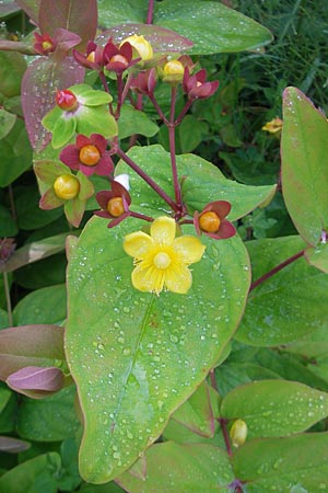 Hypericum androsaemum / Tutsan, IRL County Galway, Oughterard 17.6.2012