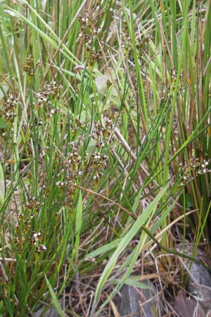 Juncus articulatus \ Glieder-Binse, Glanzfrchtige Binse / Jointlead Rush, IRL County Kerry, Glenbeigh 16.6.2012