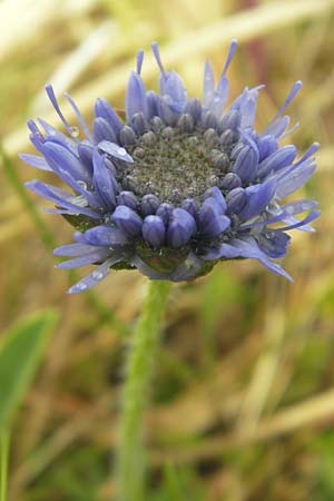 Jasione montana \ Berg-Sandglckchen, Schaf-Rapunzel / Sheep's Bit, IRL County Donegal, Cruit Island 18.6.2012