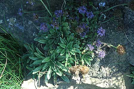 Jasione montana \ Berg-Sandglckchen, Schaf-Rapunzel / Sheep's Bit, IRL Cliffs of Moher 10.8.2005