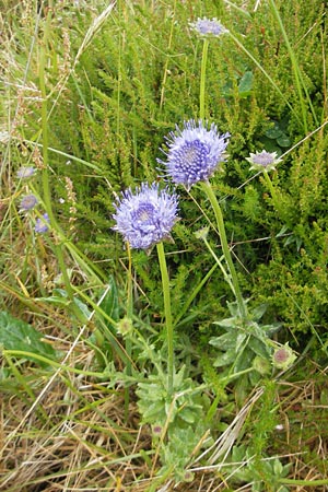 Jasione montana \ Berg-Sandglckchen, Schaf-Rapunzel, IRL County Donegal, Horn Head 18.6.2012