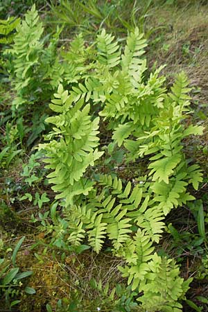 Osmunda regalis \ Knigs-Farn, IRL County Kerry, Kells 16.6.2012