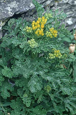 Senecio cineraria ? \ Aschen-Greiskraut, IRL Insel Skellig Michael 15.8.2005