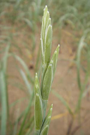 Elymus farctus \ Binsen-Quecke, Strandweizen / Sand Couch, See Wheat, IRL County Donegal, Cruit Island 18.6.2012