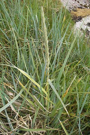 Elymus farctus \ Binsen-Quecke, Strandweizen, IRL County Donegal, Cruit Island 18.6.2012