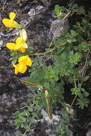 Lotus corniculatus \ Gewhnlicher Hornklee, IRL Burren, Fanore 15.6.2012