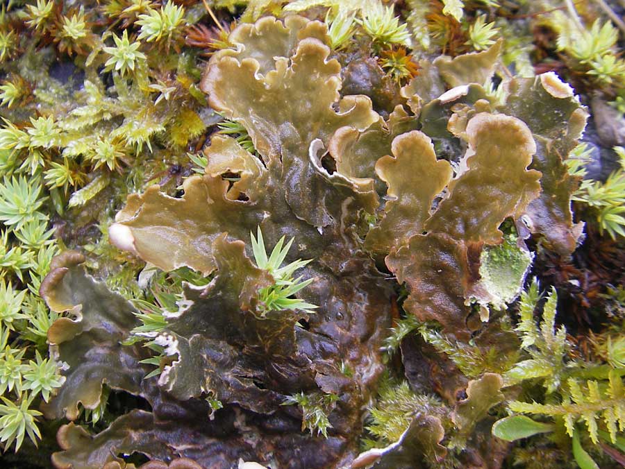 Peltigera praetextata ? \ Schuppen-Hundsflechte / Dog Lichen, IRL Burren, Lisdoonvarna 15.6.2012