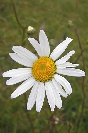 Leucanthemum vulgare \ Magerwiesen-Margerite, Frhe Wucherblume / Early Ox-Eye Daisy, IRL County Donegal, Cruit Island 18.6.2012