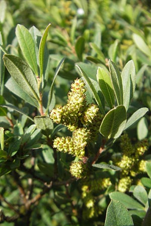 Myrica gale / Bog Myrtle, IRL County Galway, Lough Corrib 17.6.2012