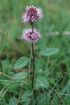 Mentha aquatica \ Wasser-Minze, IRL County Galway, Lough Corrib 9.8.2005