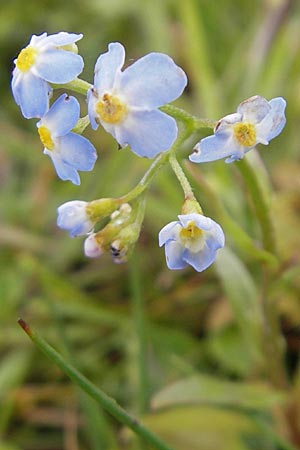 Myosotis scorpioides agg. \ Sumpf-Vergissmeinnicht, IRL County Sligo, Mullaghmore 18.6.2012