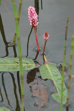 Persicaria amphibia / Water Knotweed, Willow Grass, IRL County Sligo, Mullaghmore 18.6.2012