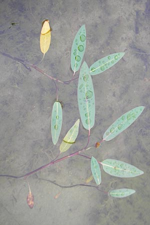 Persicaria amphibia / Water Knotweed, Willow Grass, IRL County Sligo, Mullaghmore 18.6.2012