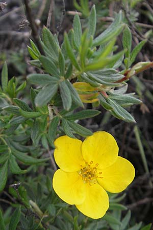 Potentilla fruticosa \ Strauch-Fingerkraut / Shrubby Cinquefoil, IRL Burren, Lough Gealain 15.6.2012