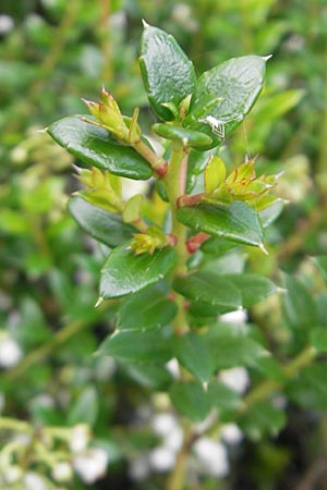 Gaultheria mucronata \ Torf-Myrte / Prickly Heath, IRL County Galway, Lough Corrib 17.6.2012