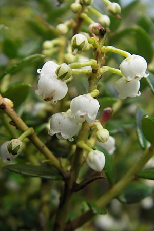 Gaultheria mucronata / Prickly Heath, IRL County Galway, Lough Corrib 17.6.2012