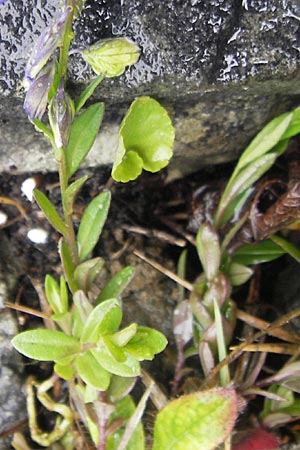 Polygala vulgaris \ Gewhnliche Kreuzblume, Gewhnliches Kreuzblmchen / Common Milkwort, IRL Burren, Ballyvaughn 14.6.2012