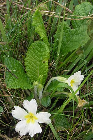 Primula vulgaris \ Stngellose Primel, Kissen-Primel, IRL Burren, Fanore 15.6.2012