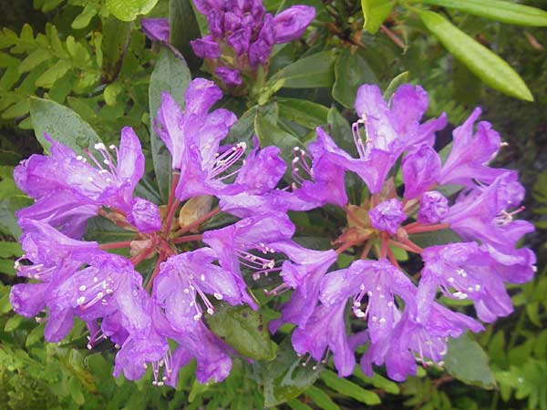 Rhododendron ponticum \ Pontischer Rhododendron / Pontic Rhododendron, IRL County Donegal, Letterkenny 18.6.2012