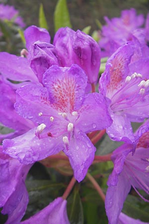 Rhododendron ponticum \ Pontischer Rhododendron, IRL County Donegal, Letterkenny 18.6.2012