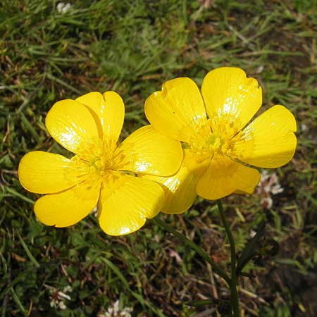 Ranunculus polyanthemos / Multiflowered Buttercup, IRL County Galway, Lough Corrib 17.6.2012