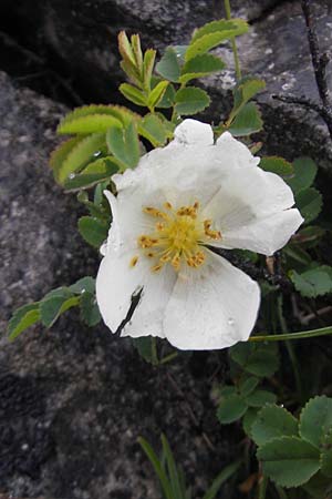 Rosa spinosissima \ Bibernellblttrige Rose / Burnet Rose, IRL Burren, Fanore 15.6.2012