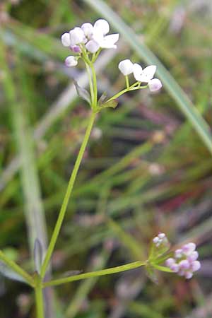 Galium uliginosum \ Moor-Labkraut / Fen Bedstraw, IRL Connemara, Recess 17.6.2012