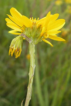 Senecio aquaticus / Marsh Ragwort, IRL Connemara, Recess 17.6.2012