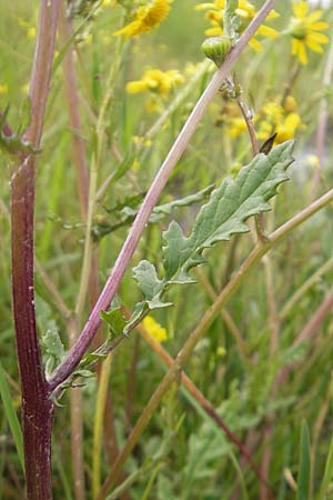 Senecio aquaticus \ Wasser-Greiskraut, IRL Connemara, Recess 17.6.2012