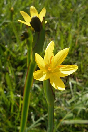 Sisyrinchium californicum \ Kalifornische Binsenlilie / Californian Golden-Eyed Grass, IRL County Galway, Lough Corrib 17.6.2012